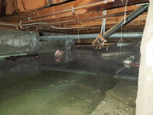 Best Water damage repair service  in Bosque Farms, NM
